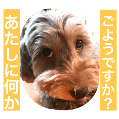 [LINEスタンプ] ミックス犬のごあいさつ