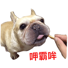 [LINEスタンプ] FrenchBulldog A-PAN