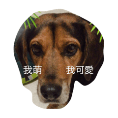 [LINEスタンプ] Michi Dog2