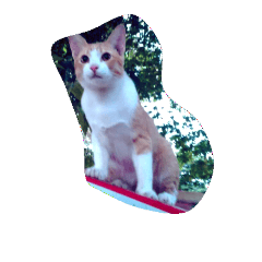 [LINEスタンプ] Cat ttyの画像（メイン）
