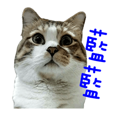 [LINEスタンプ] CatLazyBlue