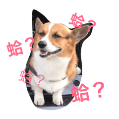 [LINEスタンプ] The two corgis_the second！