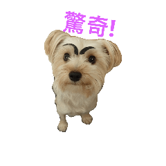 [LINEスタンプ] Yorkshire Terrier DD