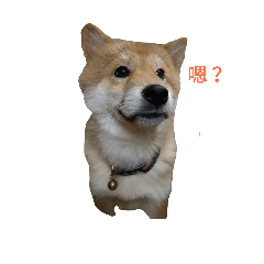 [LINEスタンプ] Shiba Inu DiDi