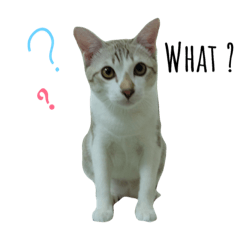 [LINEスタンプ] Jaokuncat