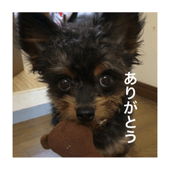 [LINEスタンプ] MIX犬の日常