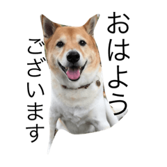 [LINEスタンプ] 西大島プリエの看板犬ラテと少しマスター