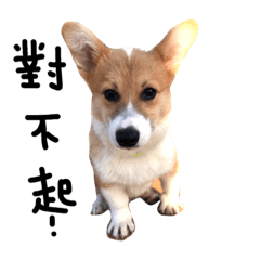 [LINEスタンプ] Corgi came