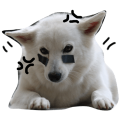 [LINEスタンプ] Beauty Spitz dog cute cute