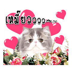 [LINEスタンプ] GGraffio Cattery