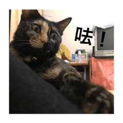 [LINEスタンプ] My cat is very cute and 78.