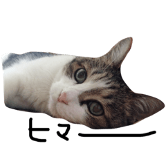 [LINEスタンプ] cat cat cat0