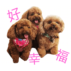 [LINEスタンプ] Poodle Kiki ＆ Teddy ＆ Nini