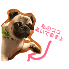 [LINEスタンプ] Hamachi is pug