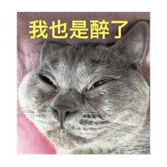 [LINEスタンプ] I am a nice cat.