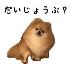 [LINEスタンプ] ポメラニアンなつこ やさしいスタンプ