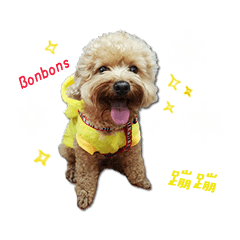 [LINEスタンプ] Bonbons the Poodle