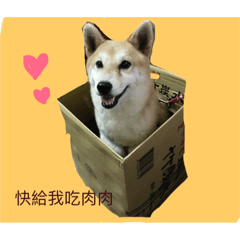 [LINEスタンプ] cute dog pipi