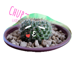 [LINEスタンプ] cactus.cactus