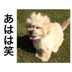 [LINEスタンプ] 愛犬くうたん3