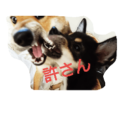 [LINEスタンプ] shibax