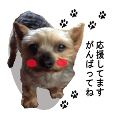 [LINEスタンプ] ヨーキーちょこの日常スタンプ