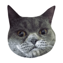 About a British Shorthair 2