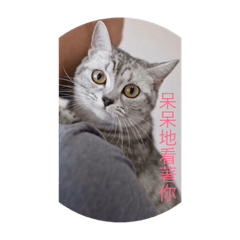 [LINEスタンプ] cat fresh