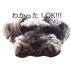 [LINEスタンプ] 愛犬ミニチュアシュナウザー！