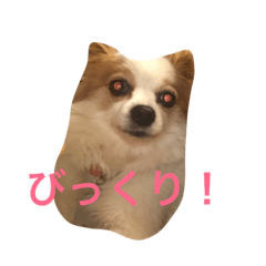 [LINEスタンプ] パピヨンのぷりんちゃん