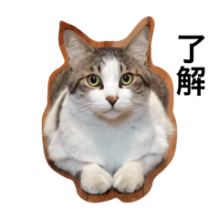 [LINEスタンプ] 飼い猫みゅー2の画像（メイン）