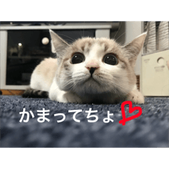 [LINEスタンプ] 仔猫のちーちゃん