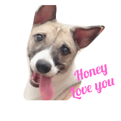 [LINEスタンプ] Honey ---a lovely Mix dog