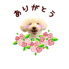 [LINEスタンプ] トイプードルのルイ