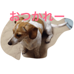 [LINEスタンプ] inu inu