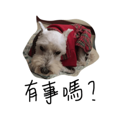 [LINEスタンプ] dog living