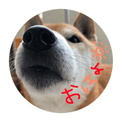 [LINEスタンプ] 柴犬はな常用スタンプ