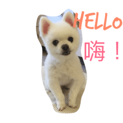 [LINEスタンプ] Pomeranian Lin Xiao Duo