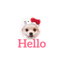 [LINEスタンプ] Bomei dog- Miumiu