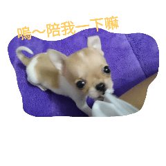 [LINEスタンプ] Dogbaby-Coco