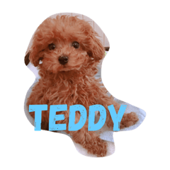 [LINEスタンプ] トイプードルのTeddyくん