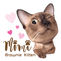 [LINEスタンプ] Mimi Brownie Kitten